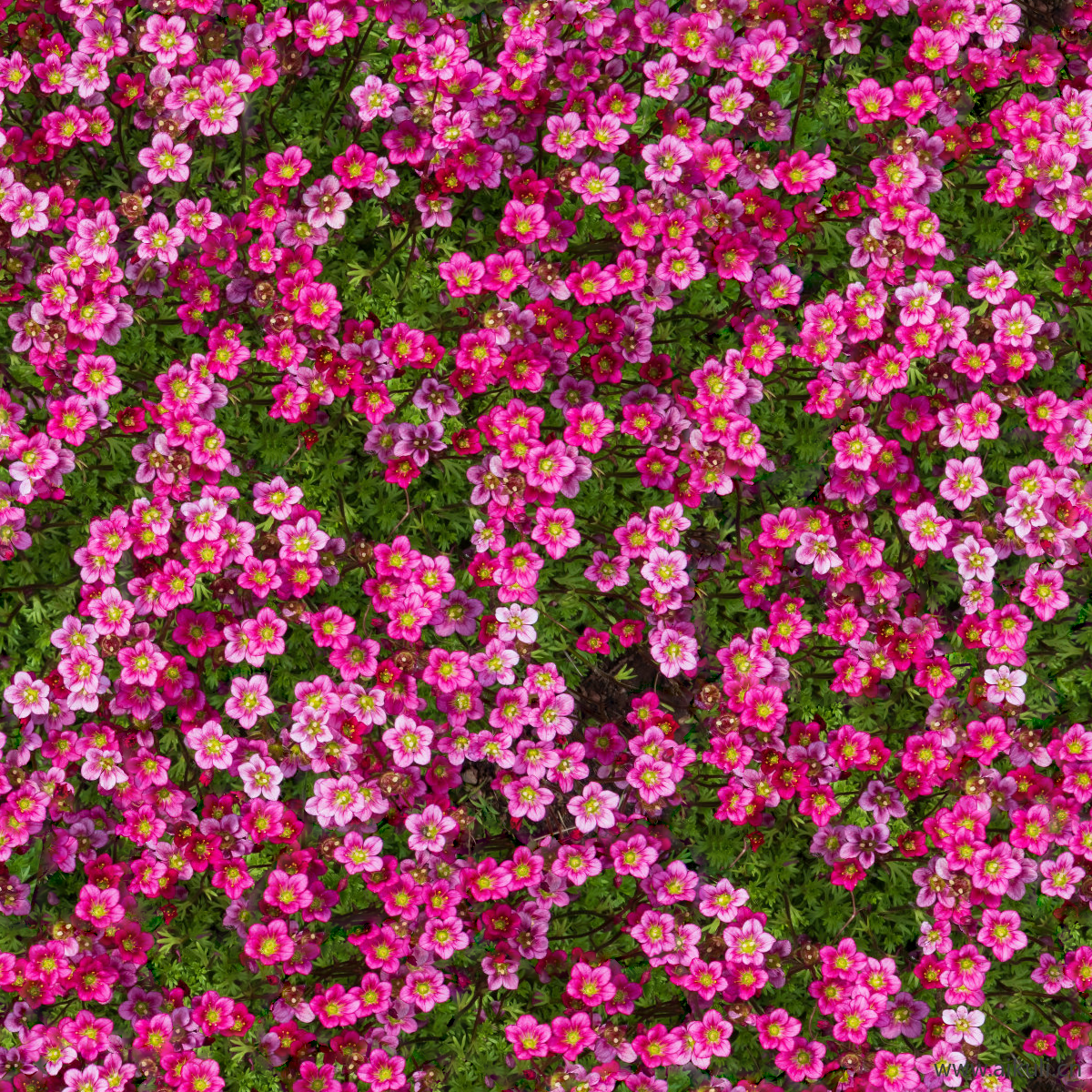 灌木地被花卉绿篱花丛植被花海贴图