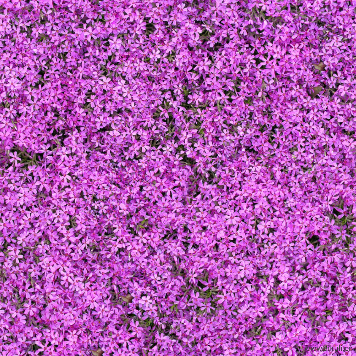 园林地被花卉绿篱花丛植被花海贴图