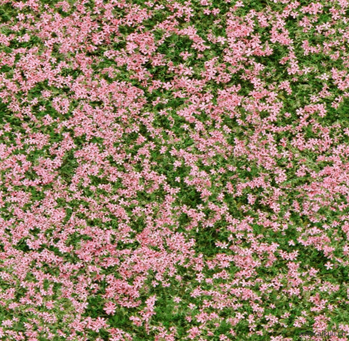 现代灌木地被花卉绿篱花丛植被A花海贴图