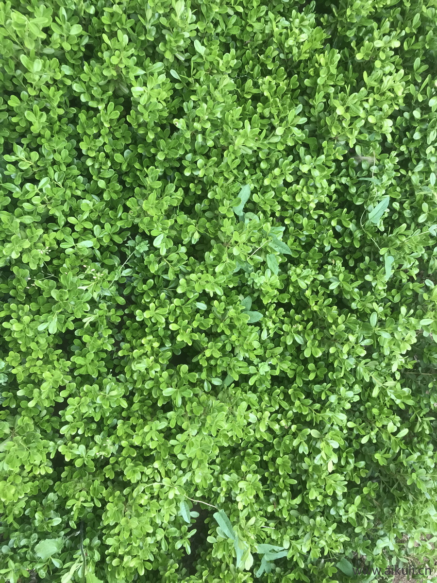 现代灌木地被花卉绿篱花丛植被V花海贴图
