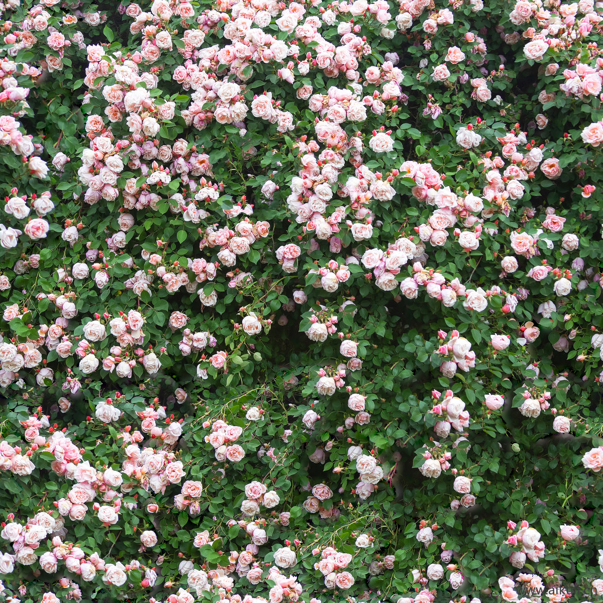 园林灌木地被花卉绿篱花丛植被花海Y贴图