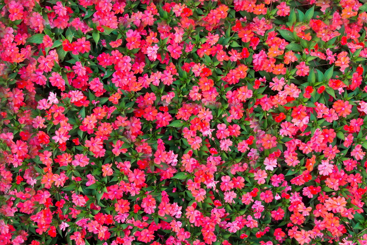现代灌木地被花卉绿篱花丛植被C花海贴图