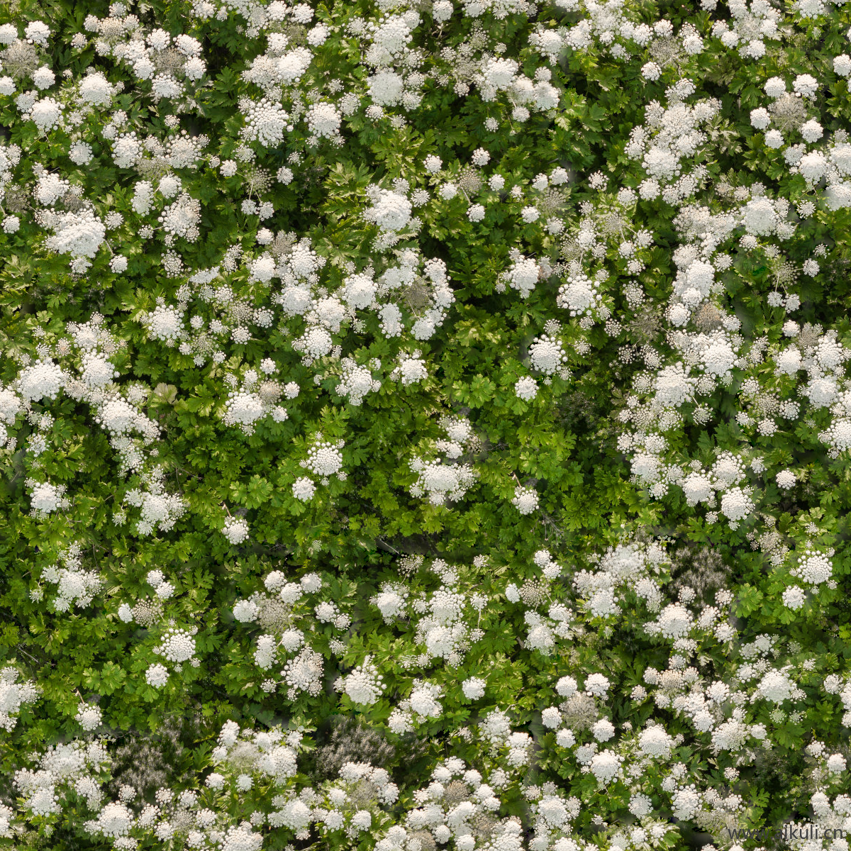 园林灌木地被花卉绿篱花丛植被花海G贴图