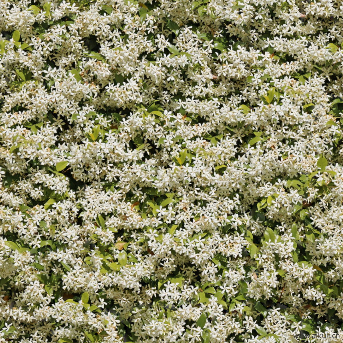 园林灌木地被花卉绿篱花丛植被花海W贴图