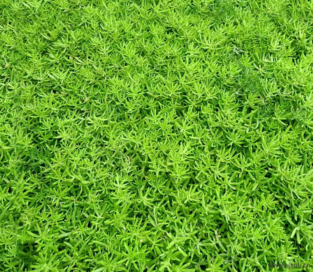 植物M花草皮地被材质贴图