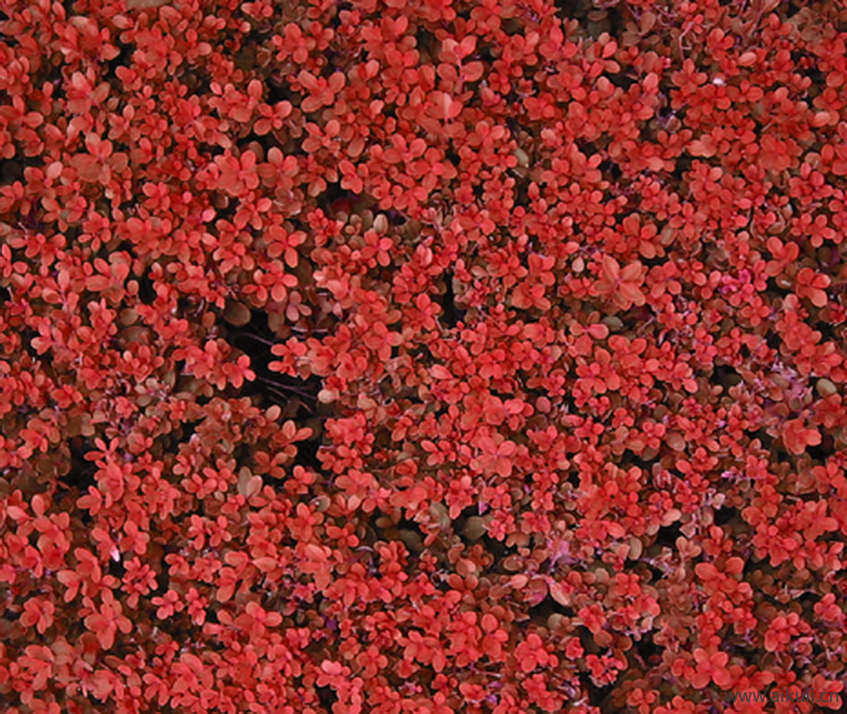 植物花草地被A材质贴图