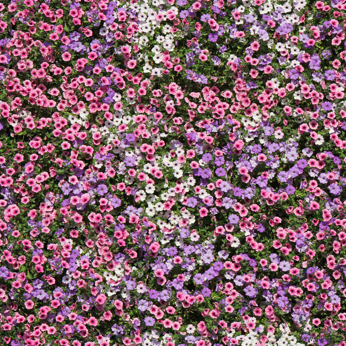 地被花卉绿篱花丛植被花海U贴图