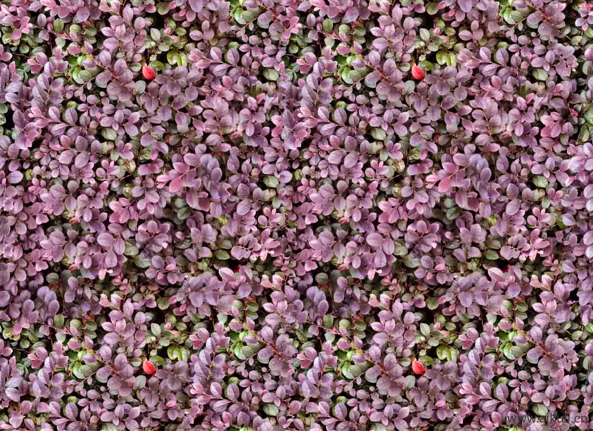 现代灌木地被花卉绿篱花丛植被Y花海贴图