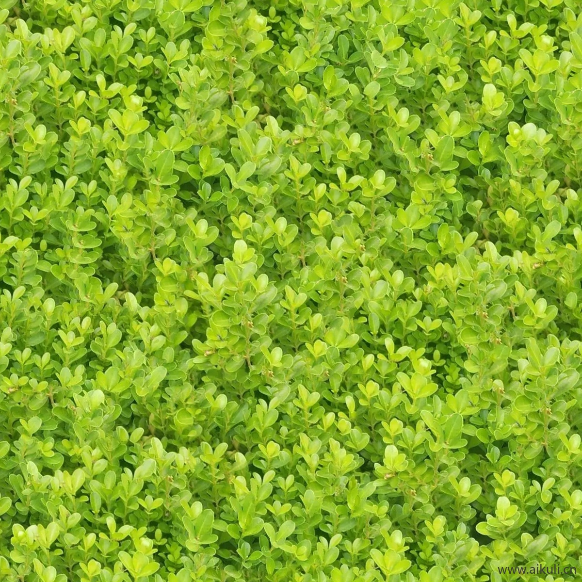 植物V花草皮地被材质贴图