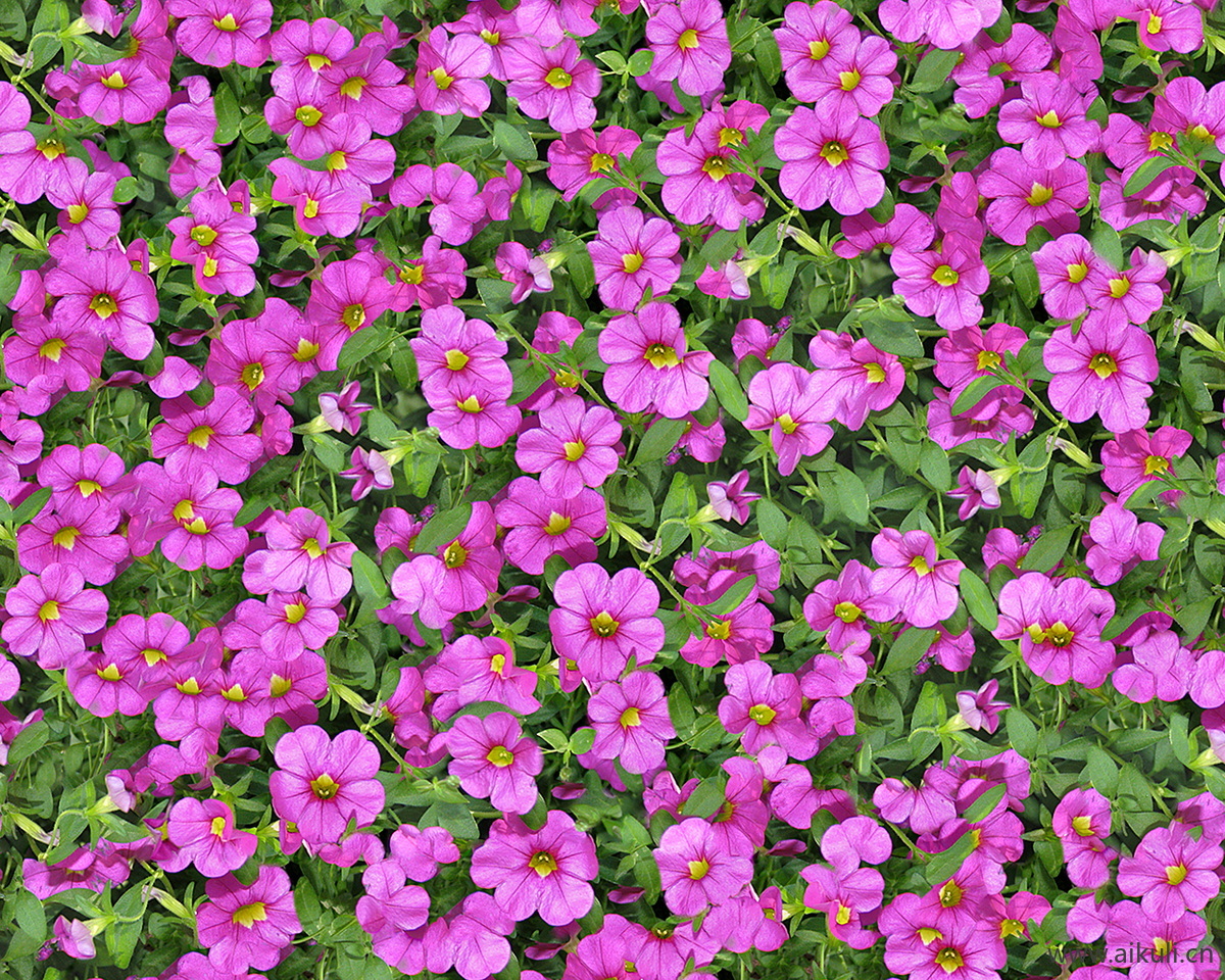 现代灌木地被花卉绿篱花丛植被E花海贴图