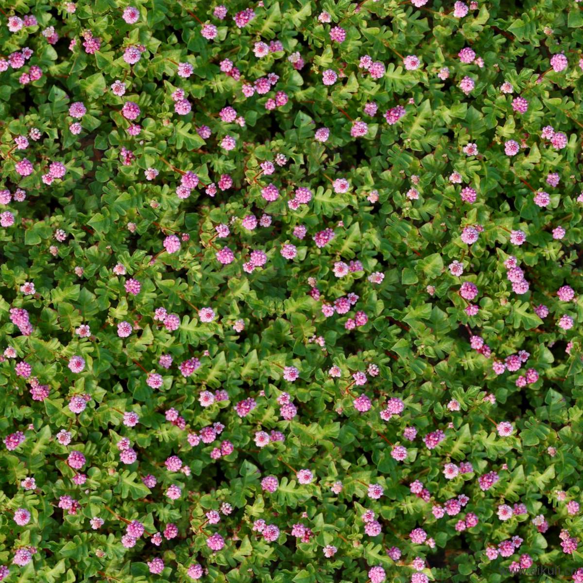 园林灌木地被花卉绿篱花丛植被花海B贴图