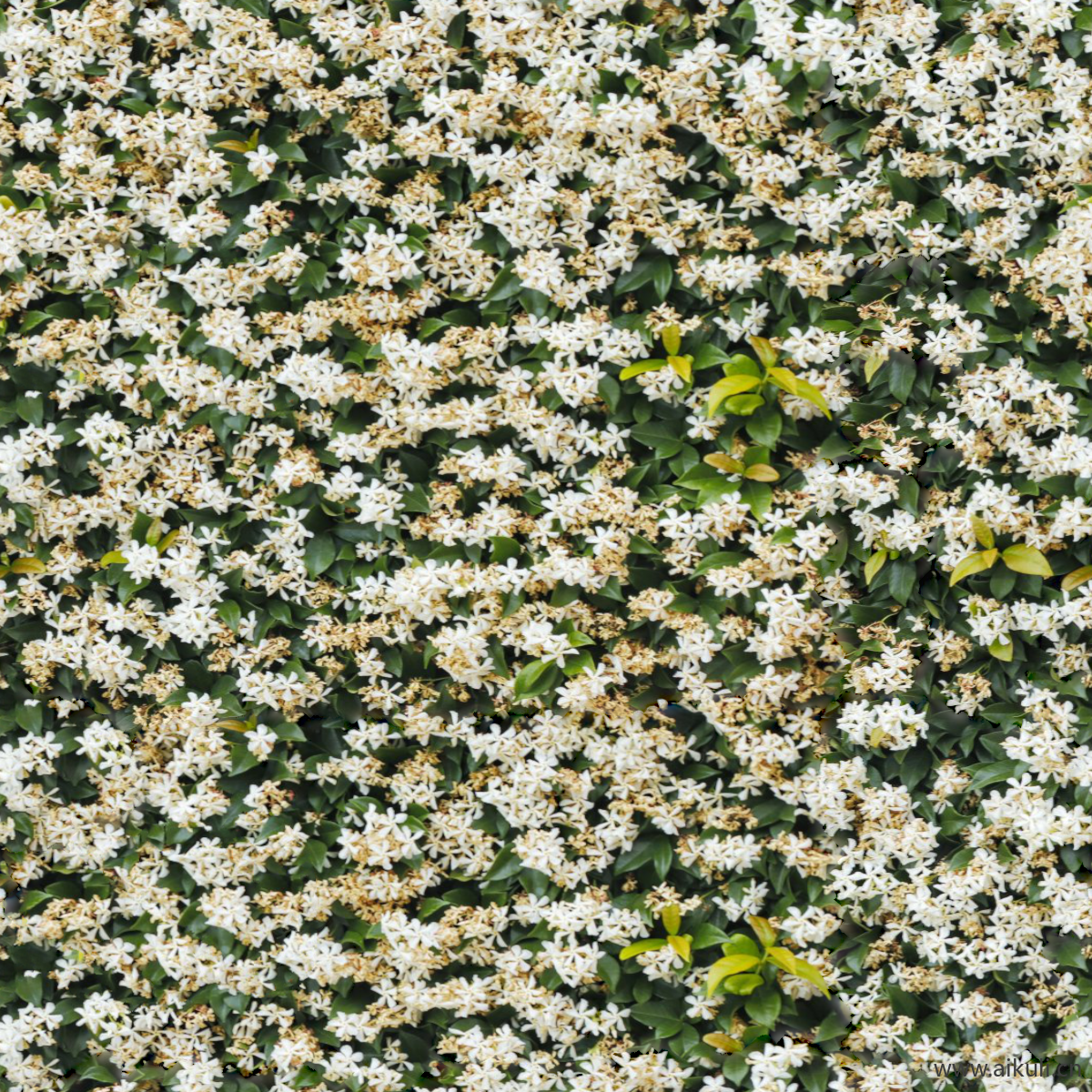 园林灌木地被花卉绿篱花丛植被花海X贴图