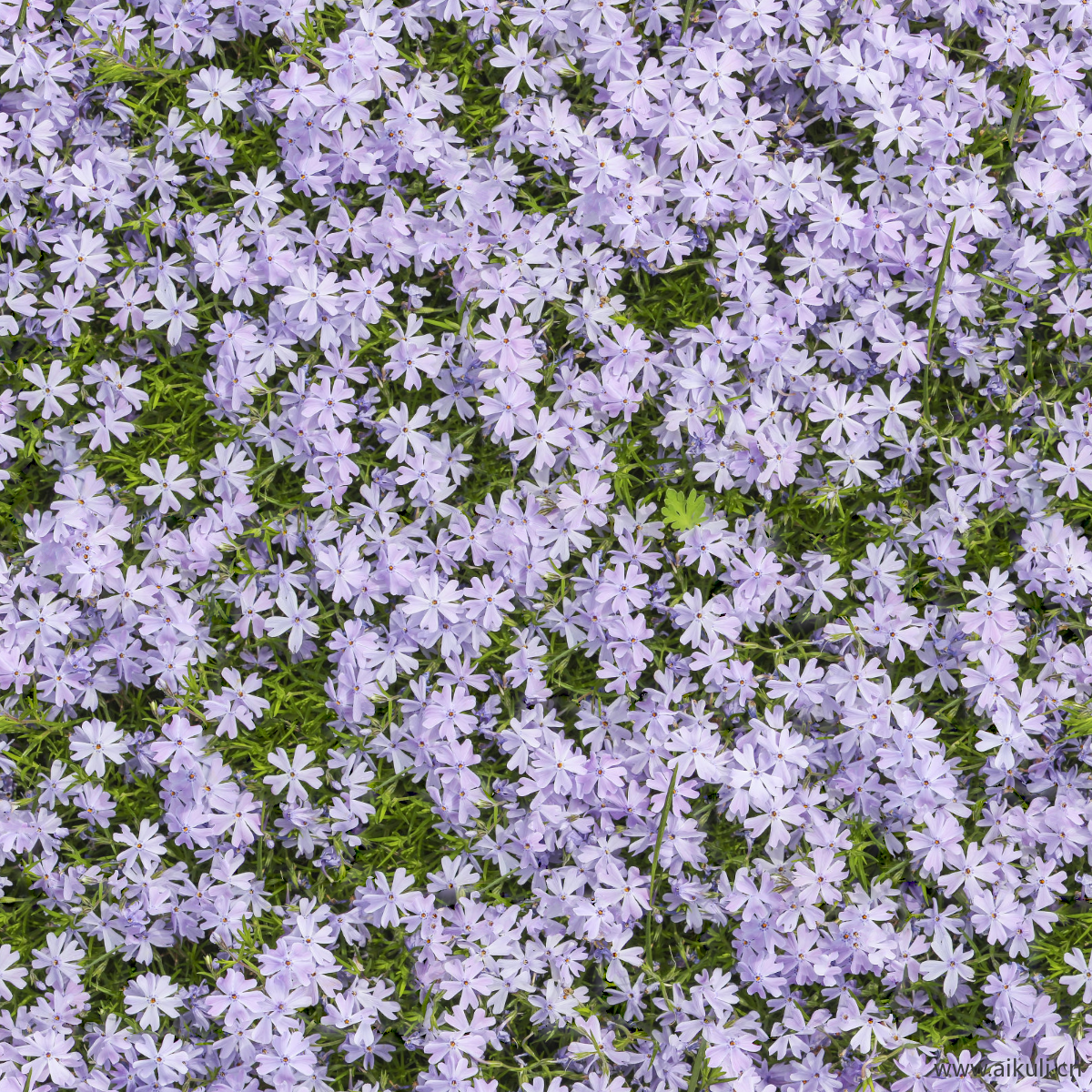 园林灌木地被花卉绿篱花丛植被花海S贴图