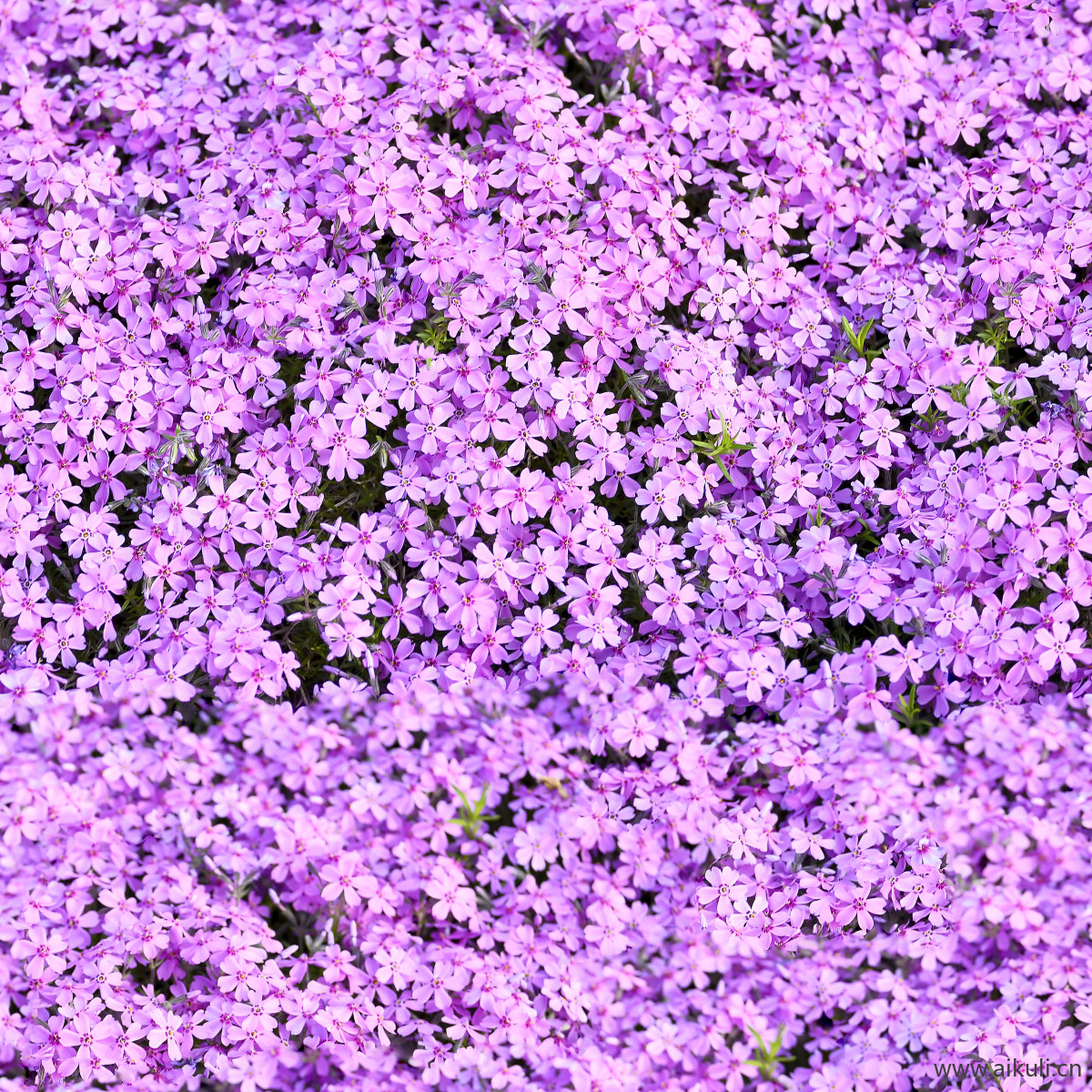 园林灌木地被花卉绿篱花丛植被花海J贴图