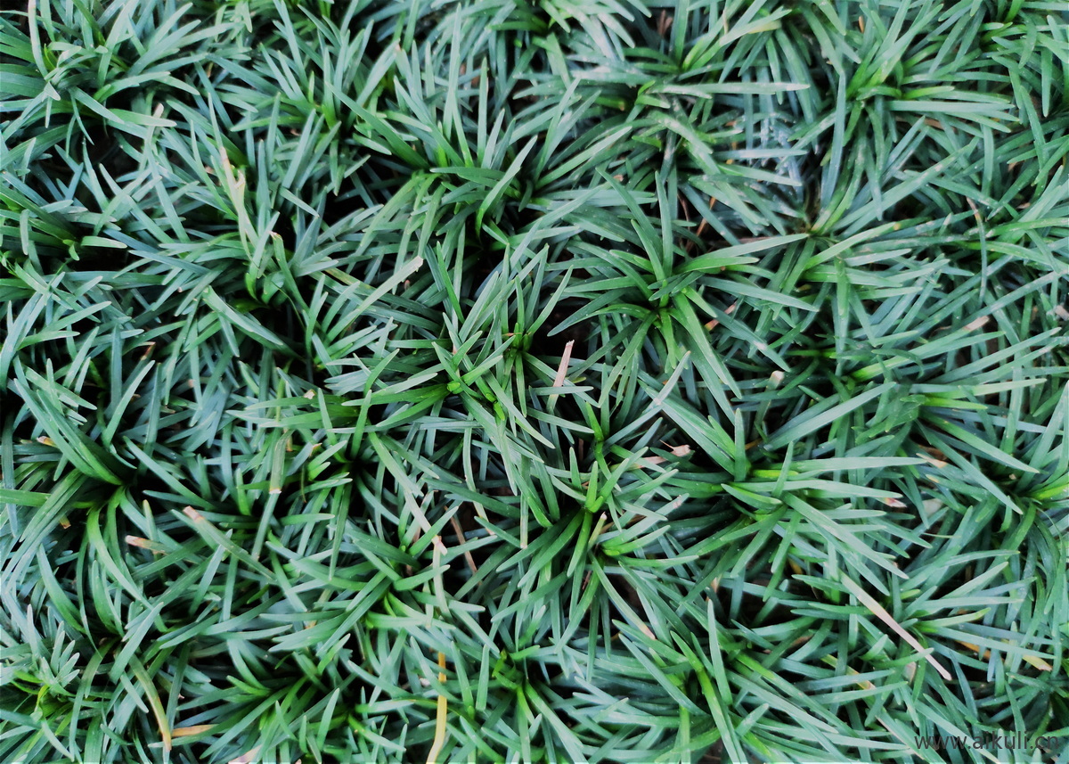 植物F花草皮地被材质贴图