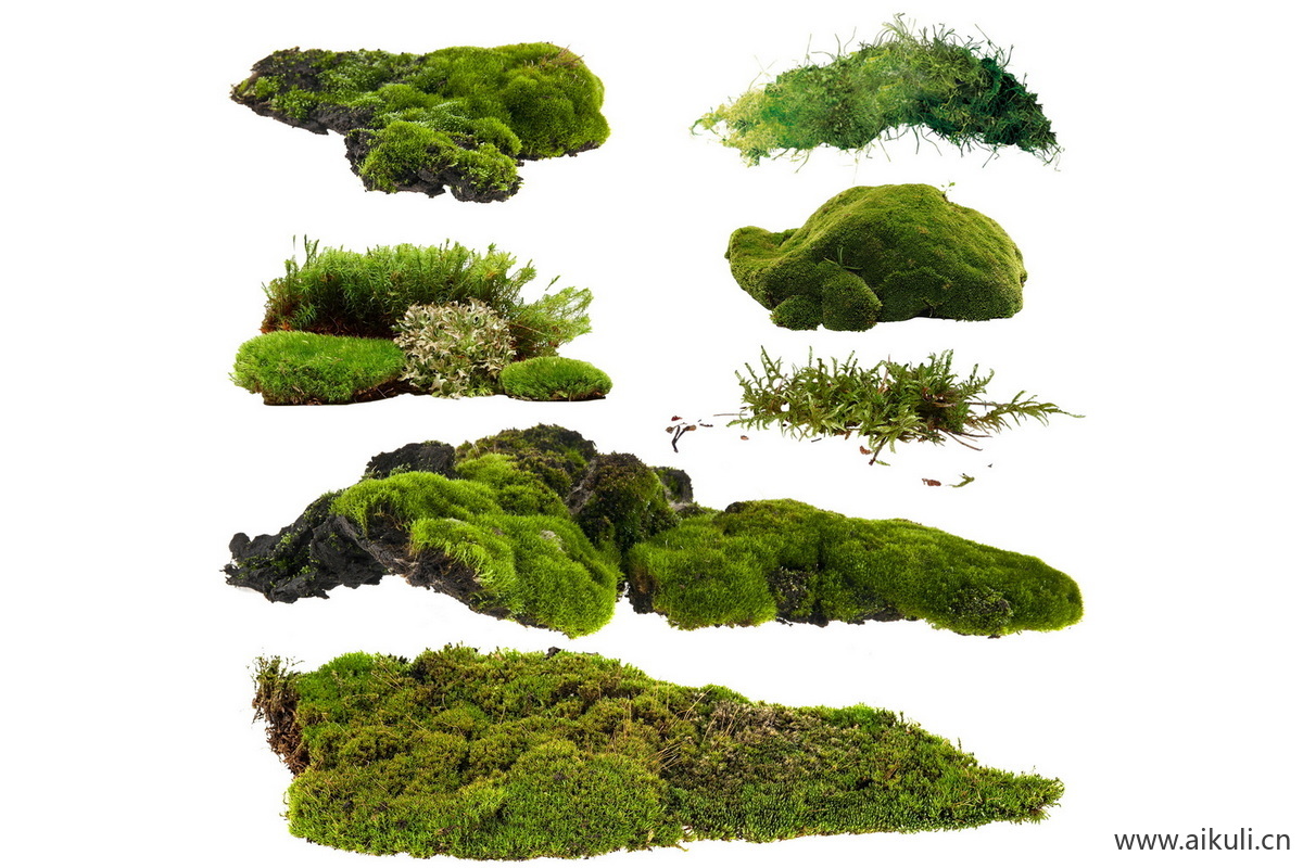 苔藓植物景psd草皮庭院室内景观青苔景观盆景