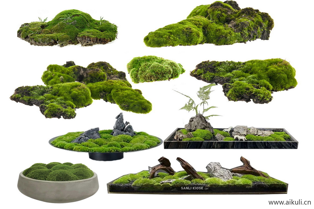 苔藓植物庭院室内景观青苔FPS素材微景观盆景