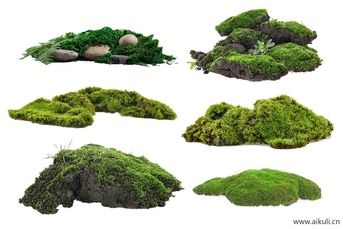 苔藓植物庭院室内景观青苔psd