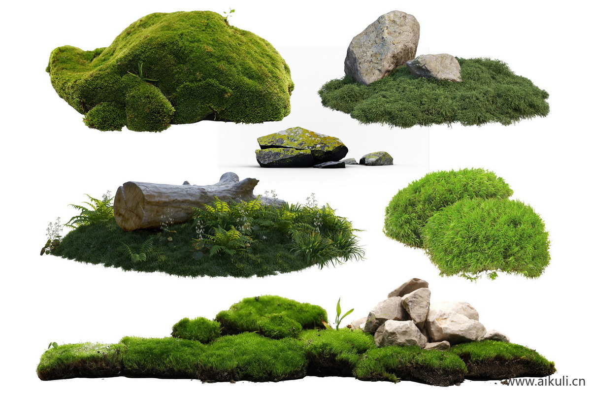 苔藓植物庭院室内景观青苔