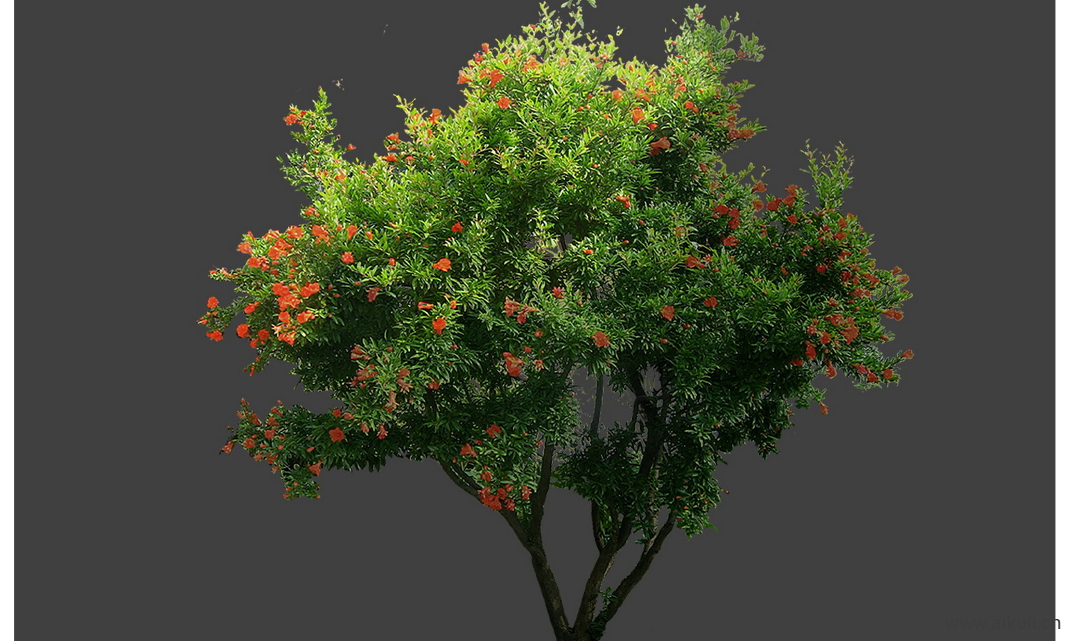 果树植物-素材psd免抠 