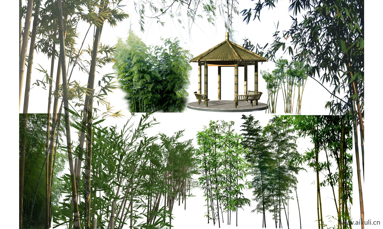 psd竹子植物免抠 园林景观园艺竹子