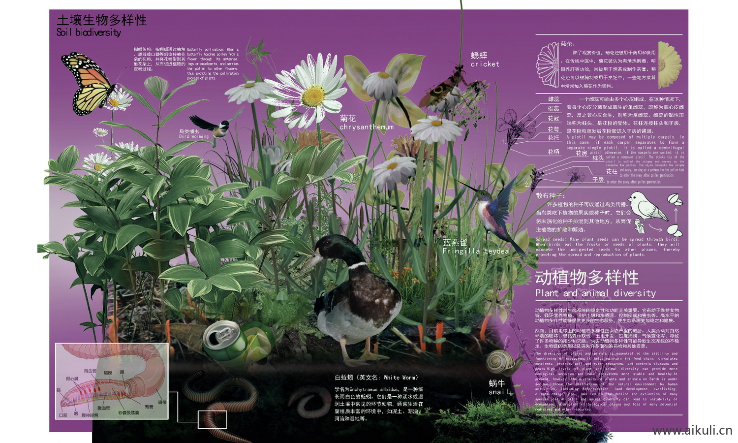 PSD素材 植物配植分析图 