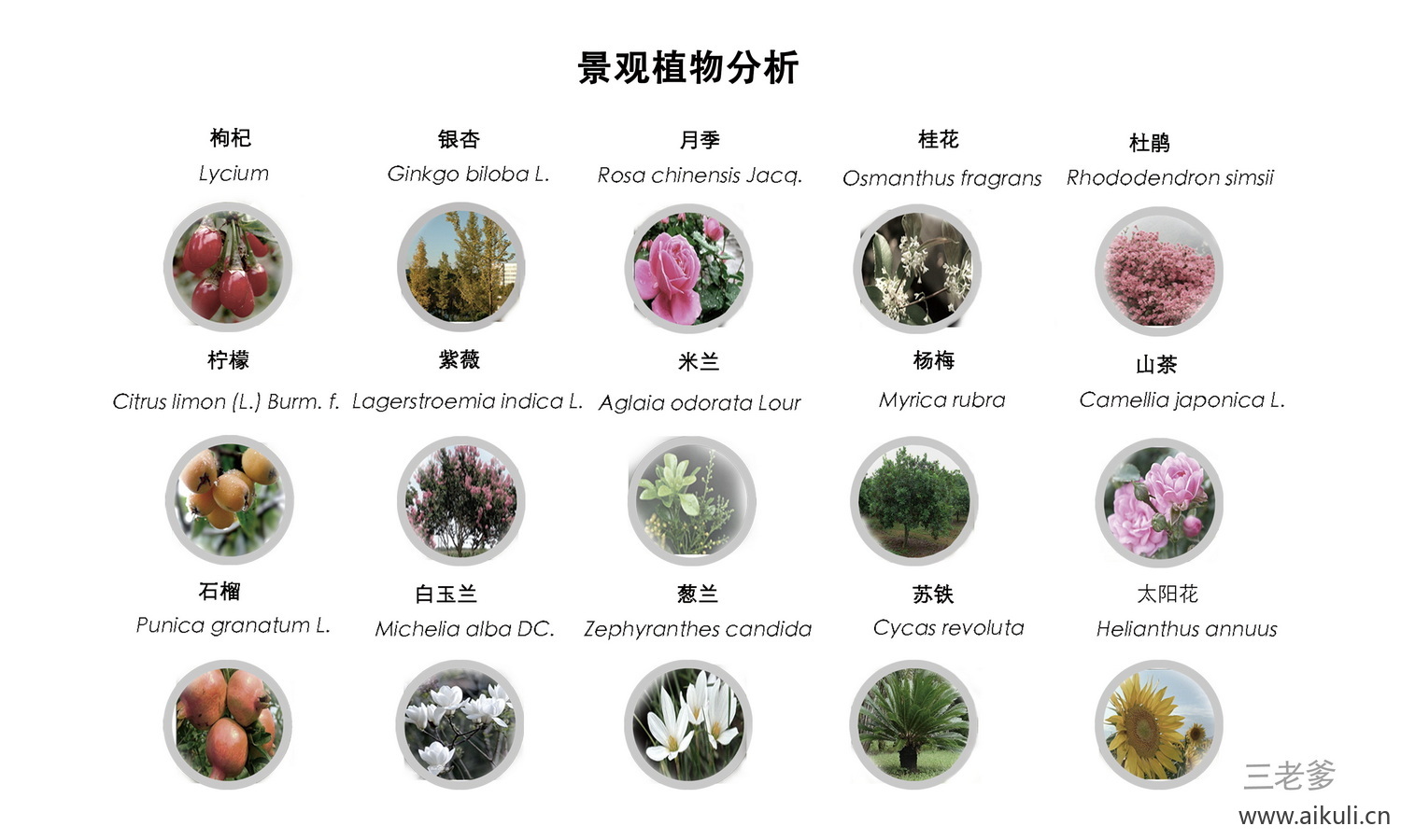 植物花草配置园林景观PS分层素材