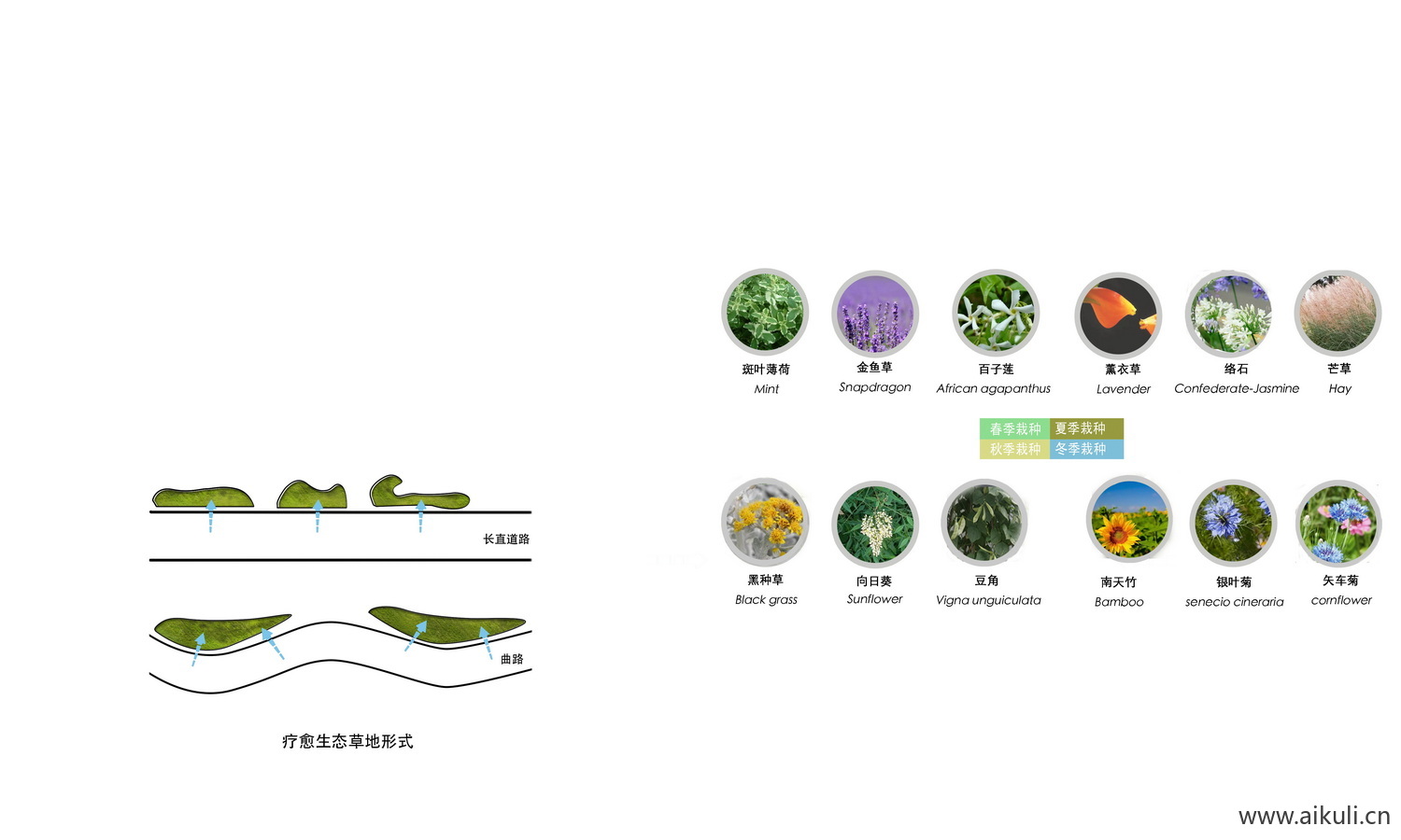 PS素材景观植物配植分析图 