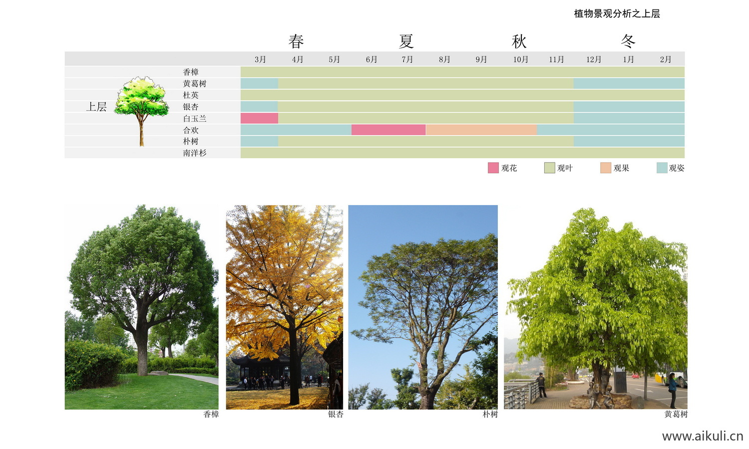 PSD素材景观植物分析图