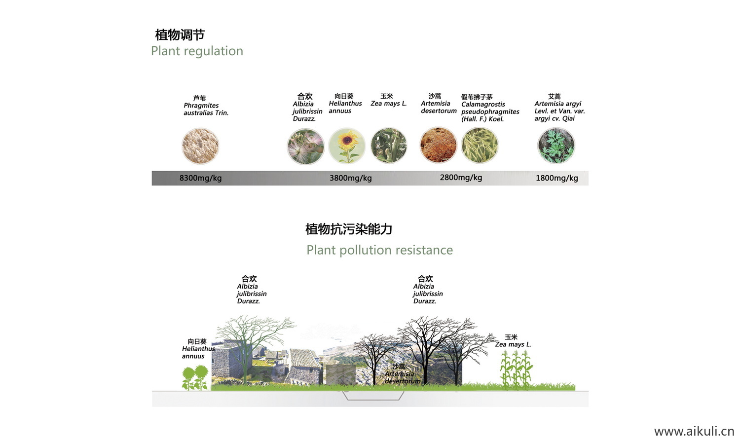 景观植物配植分析图 M PSD素材