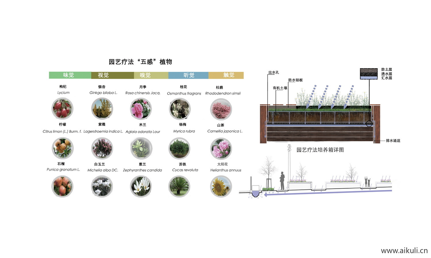 生态植物配植分析图 B素材PSD分层