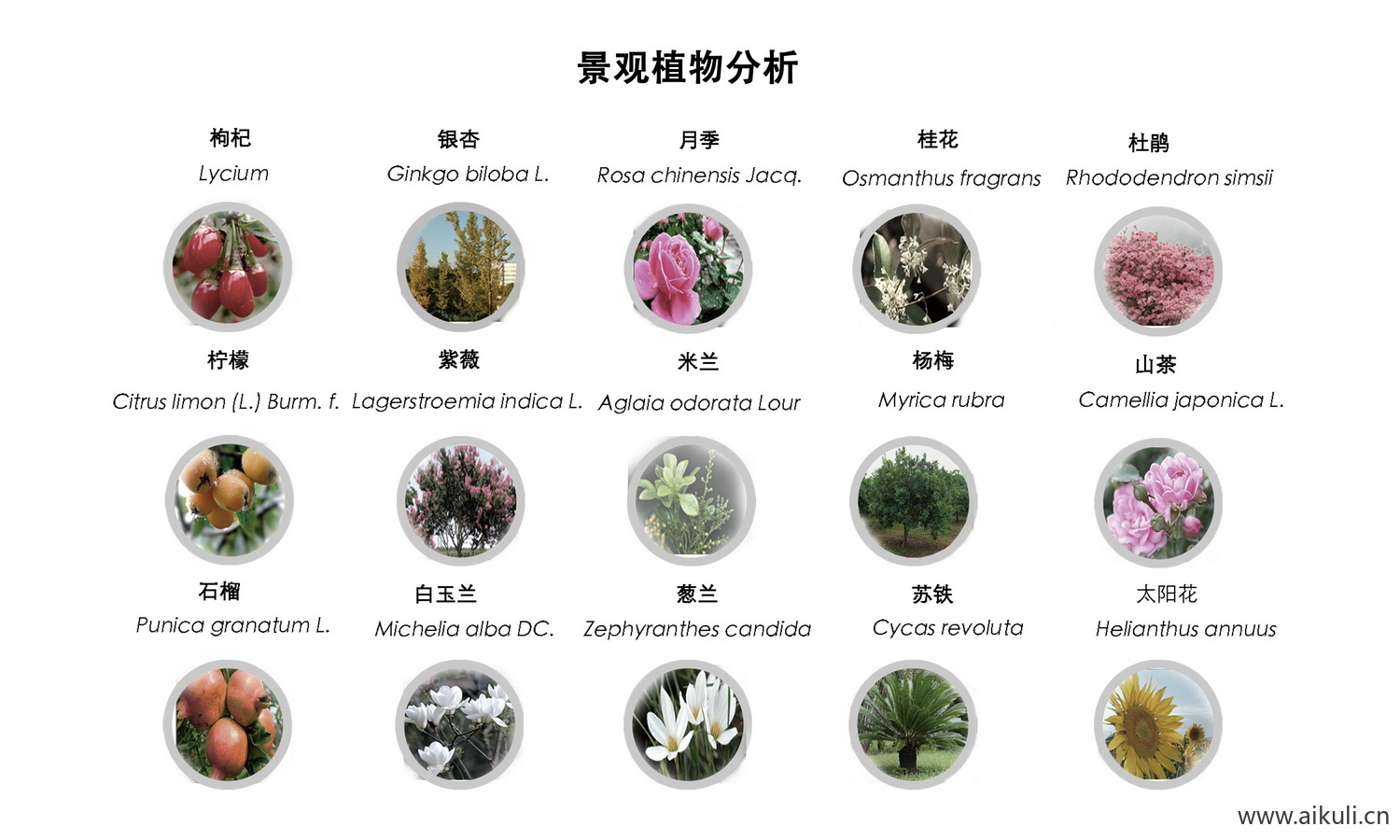植物配植分析图 PSD素材景观