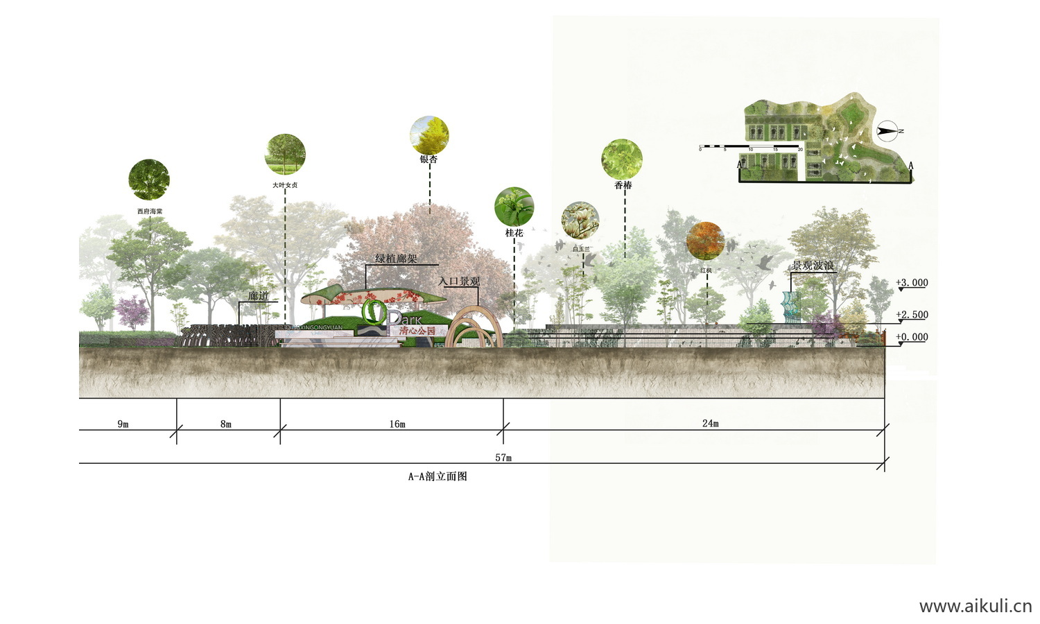 园林公园景观植物剖面PSD免抠素材