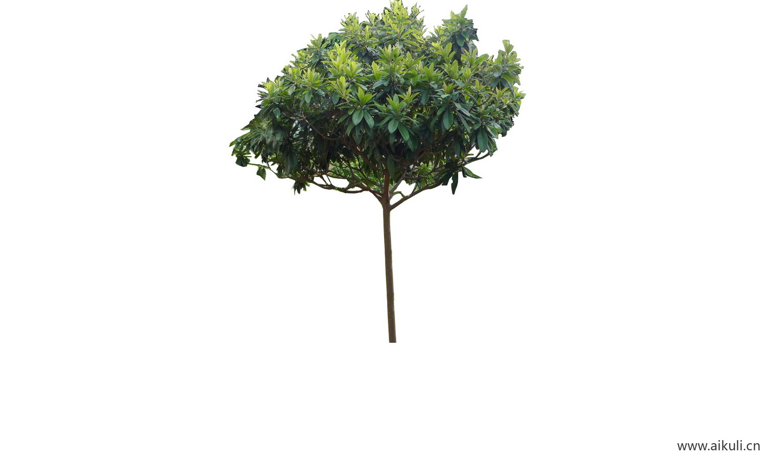 psd乔木植物免抠园林果树