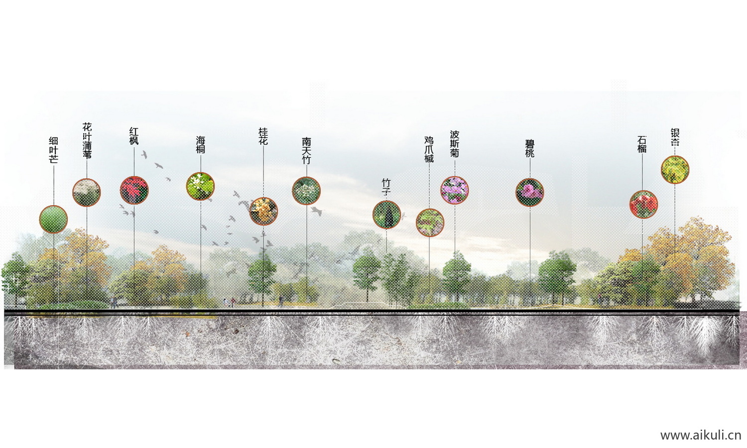 园林公园景观K-植物剖面PSD-素材