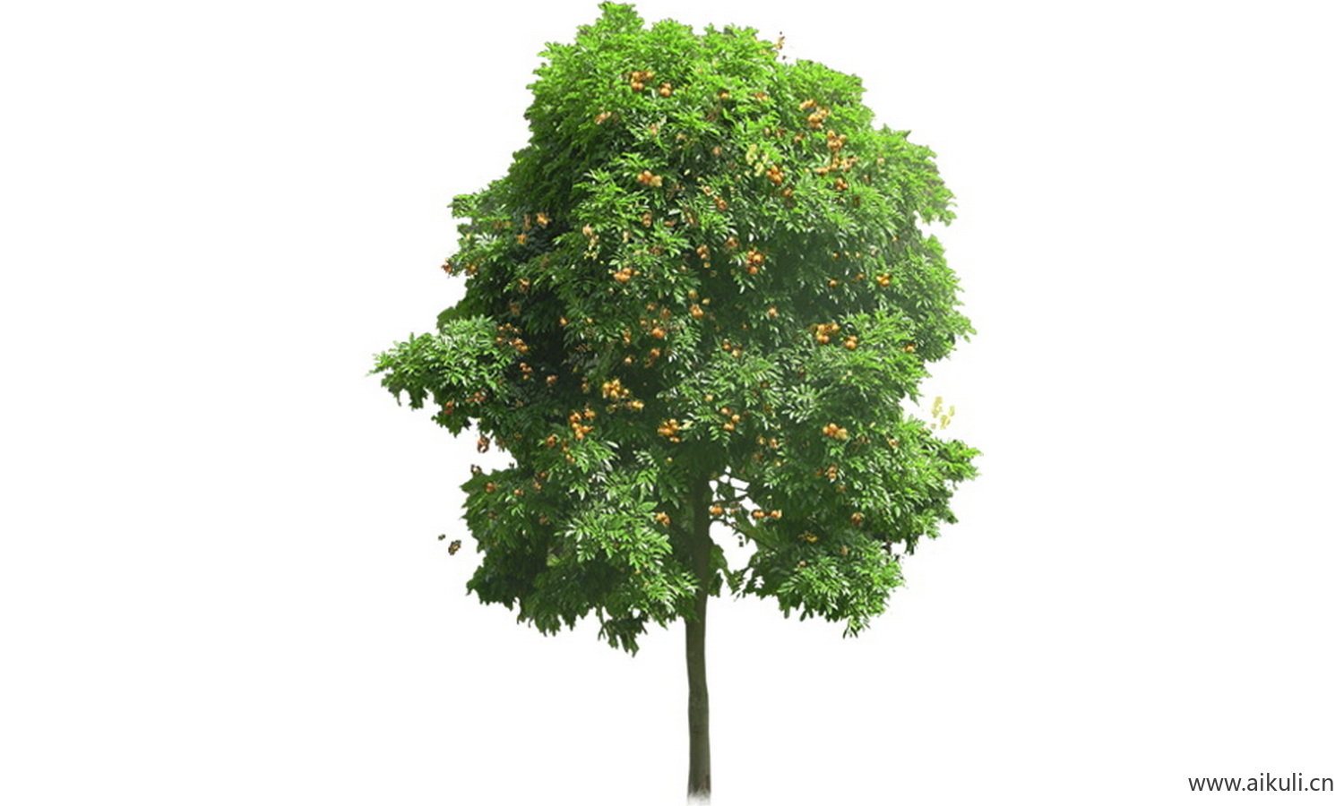 园林果树植物素材 psd