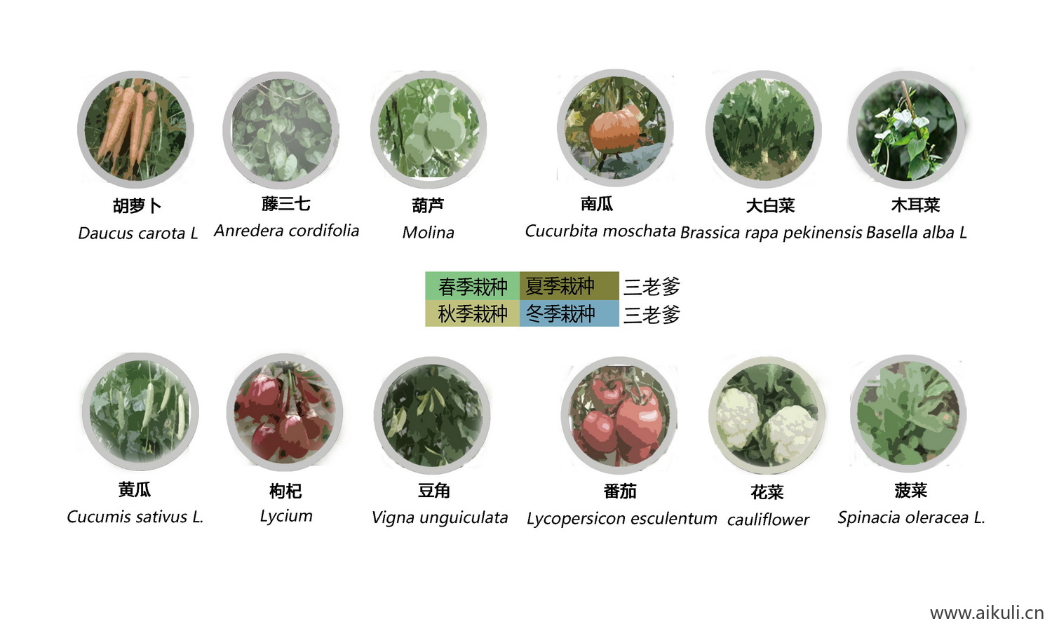园林景观植物花草配置PSD分层