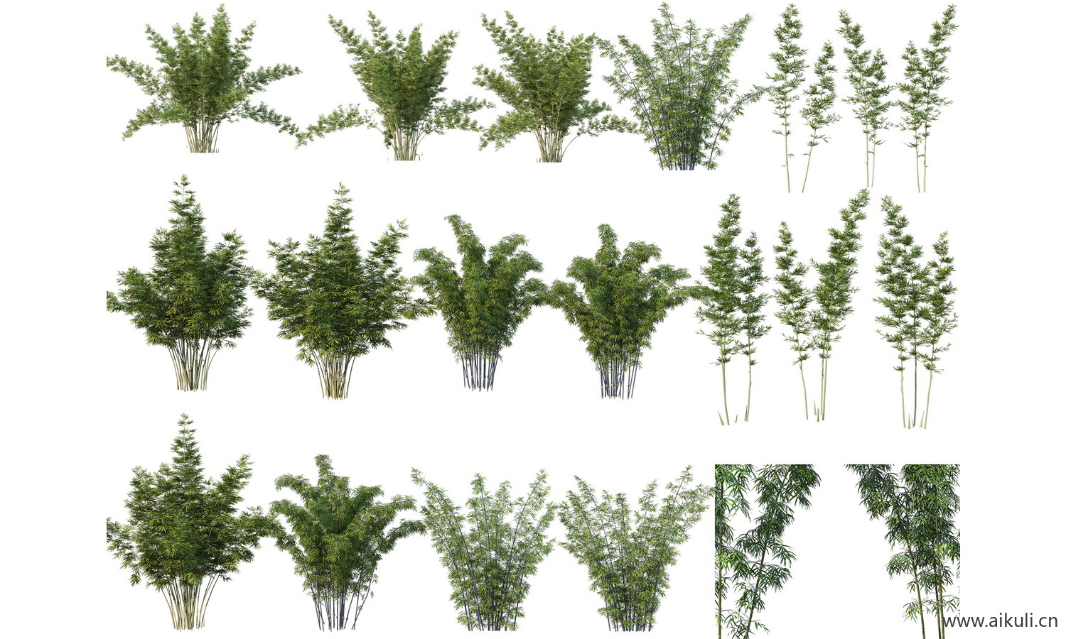 psd竹子植物免抠 园林景观