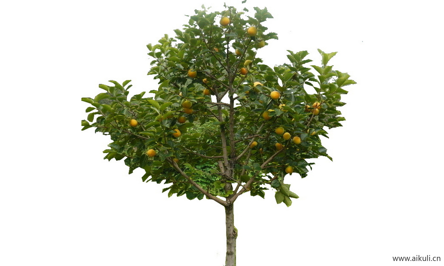 园林果树植物素材 psd乔木植物免抠 _18