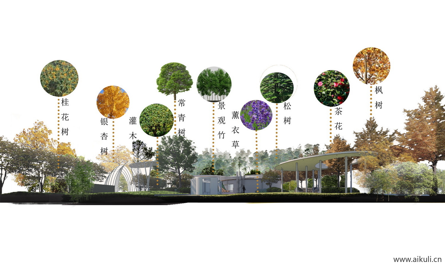 植物分析图- PSD素材