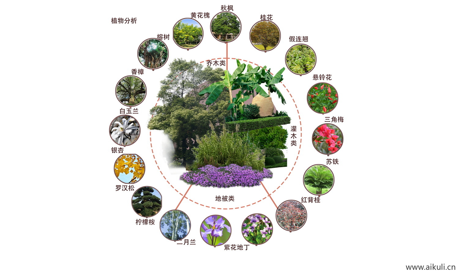 生态景观植物分析种分析图 PS