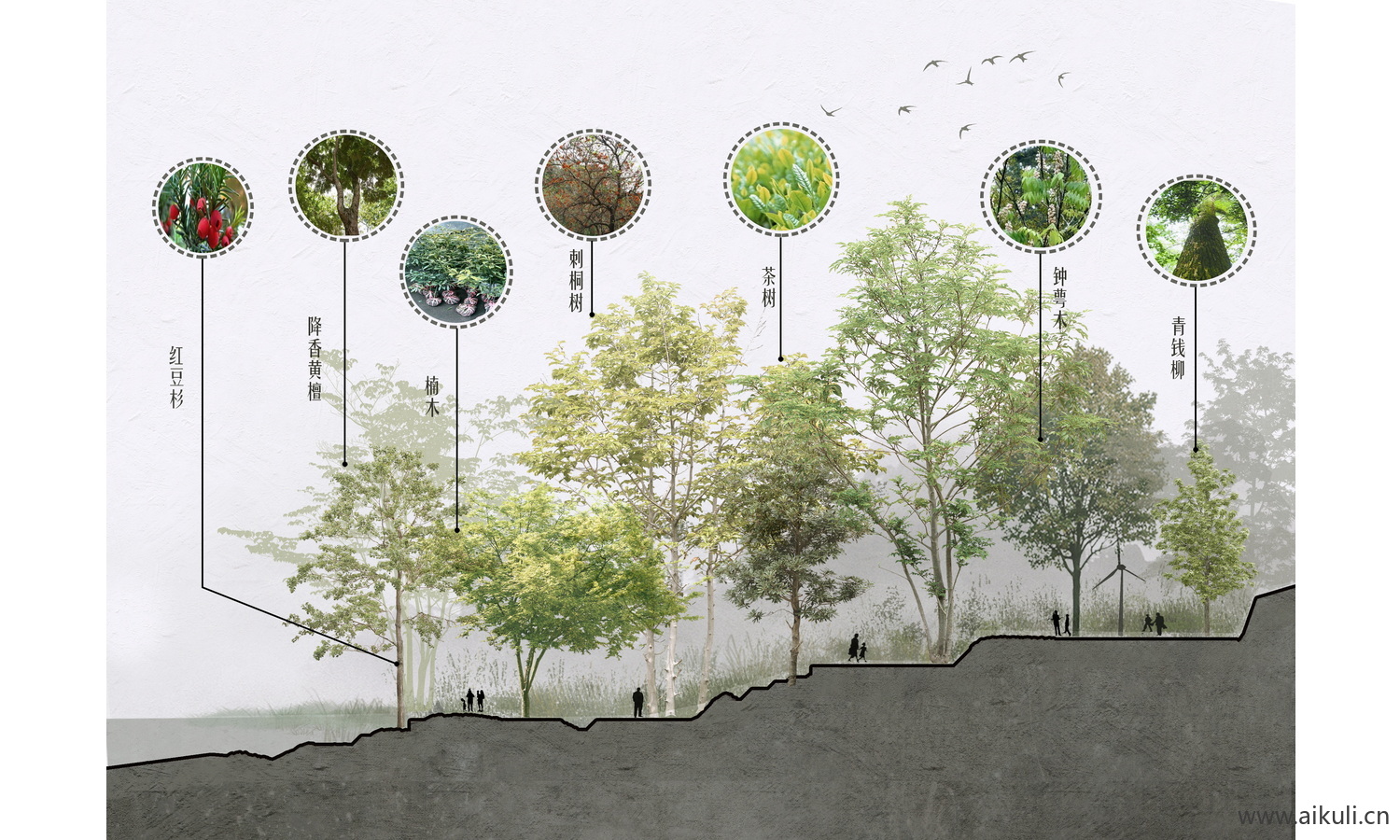 PS-景观植物分析图