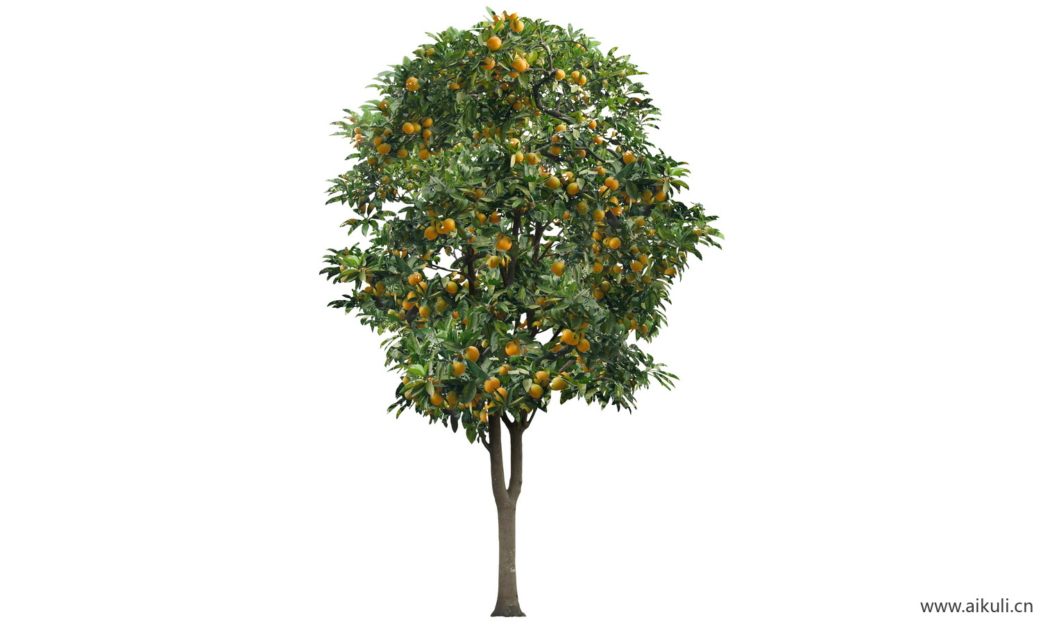 园林果树植物 psd乔木植物免抠
