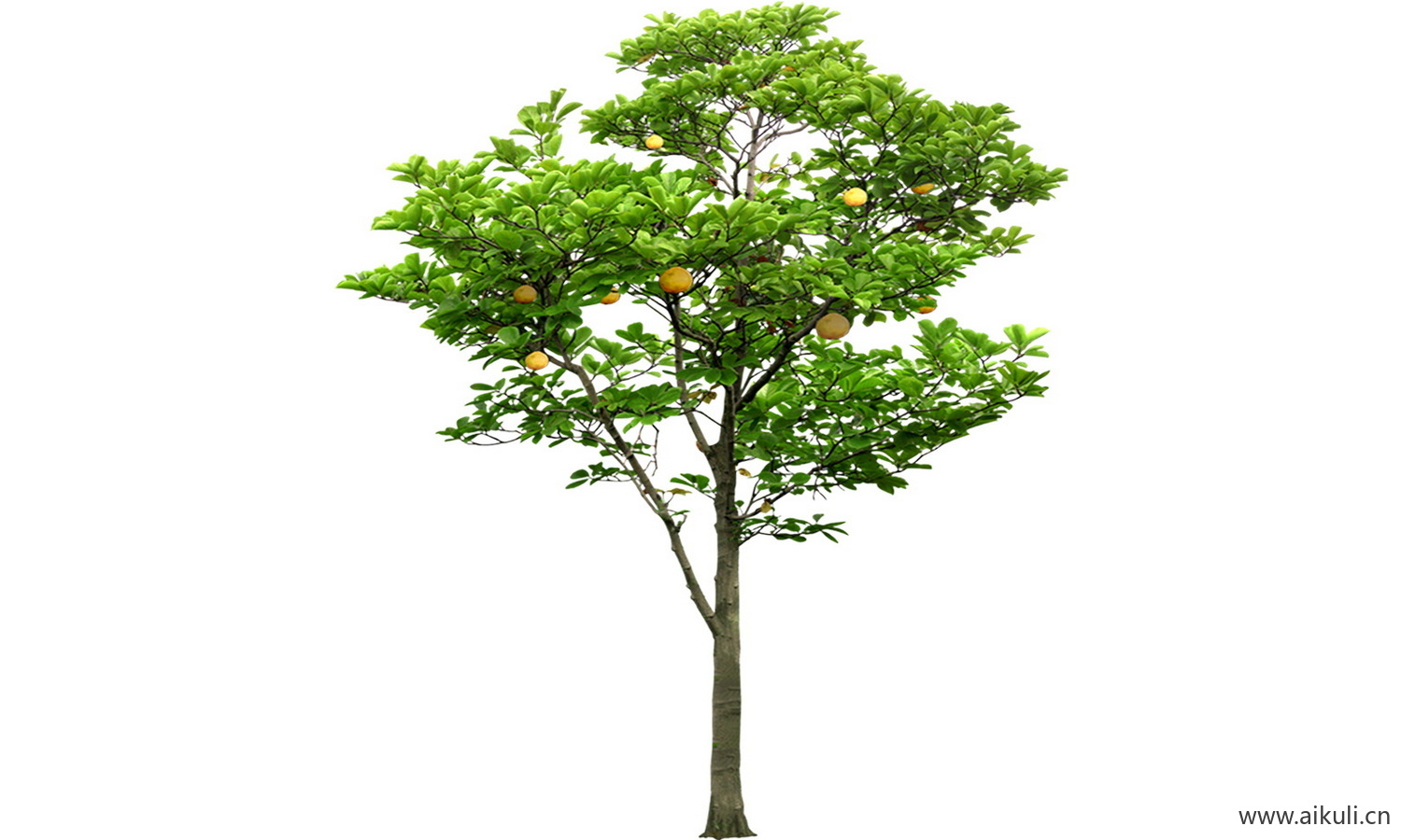 园林果树植物素材 ps免抠