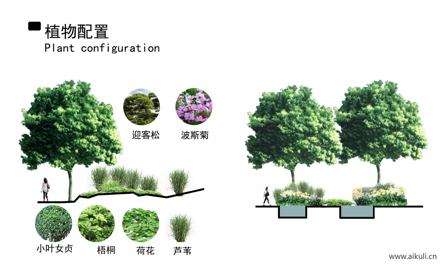 PSD素材景观植物配植分析图 