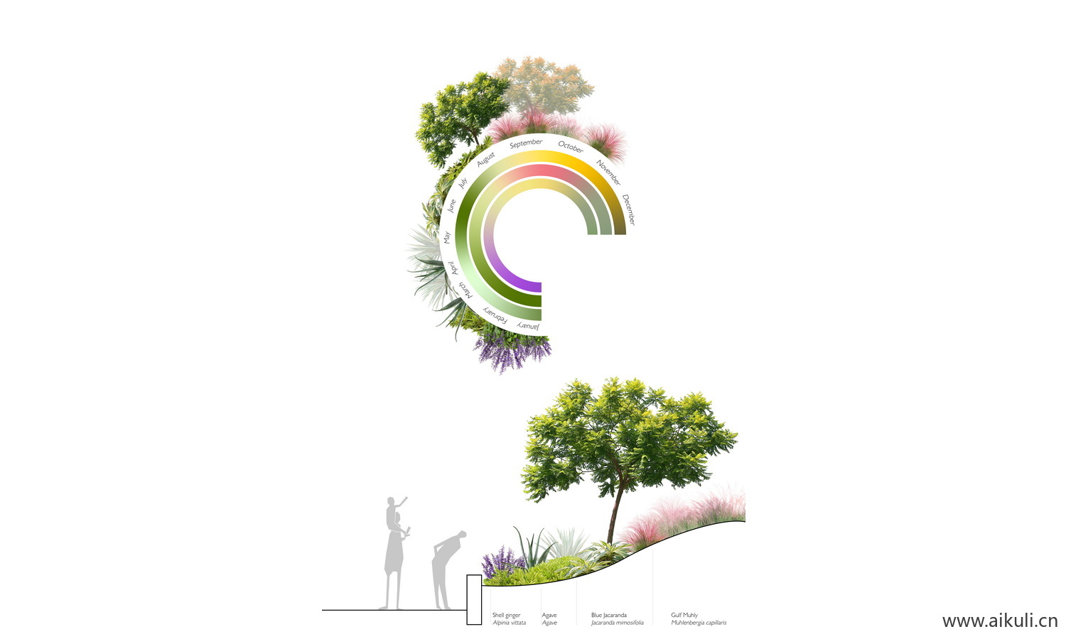 生态景观植物分析种分析图 PSD-素材
