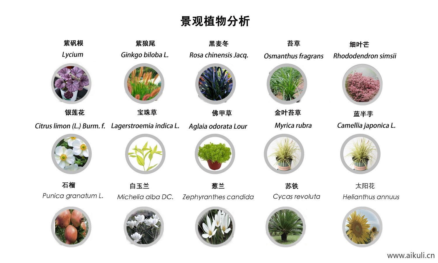 现代植物分析图I PSD素材