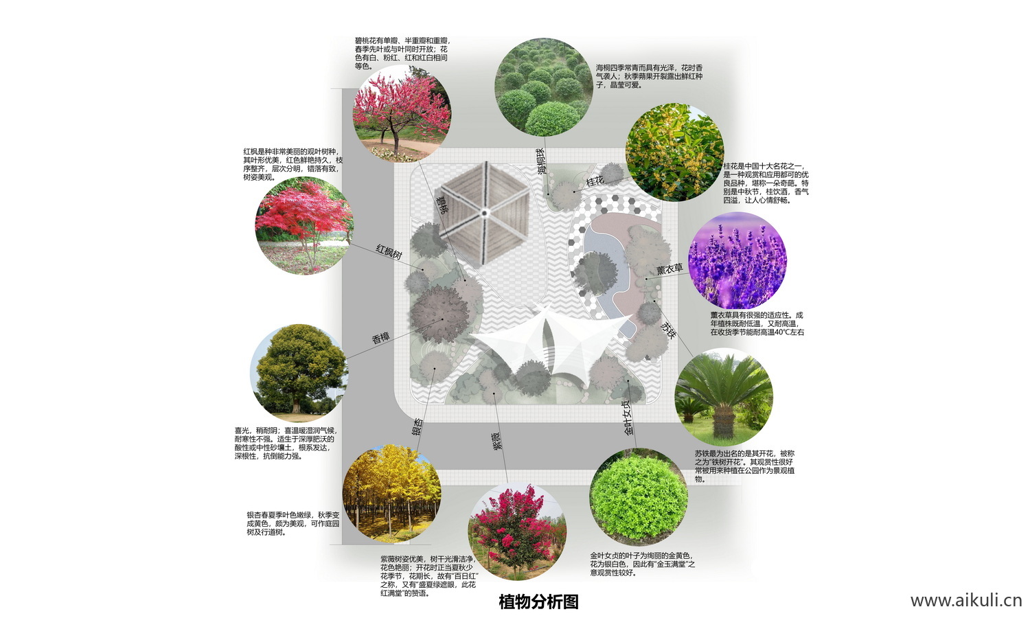 植物分析图树木分析配植PSD