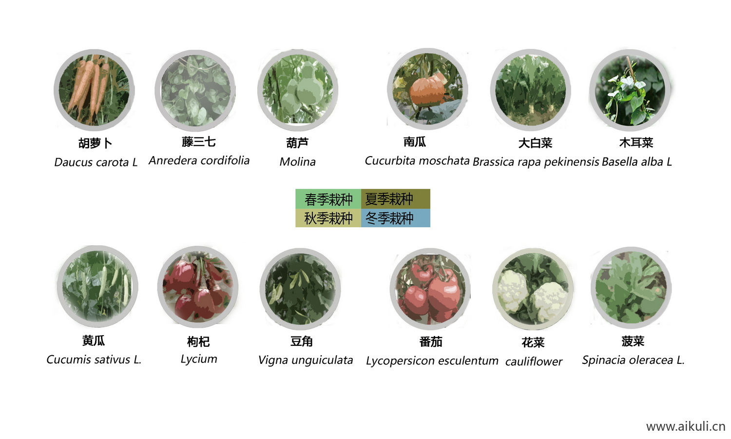 植物配植分析图 PSD素材植物