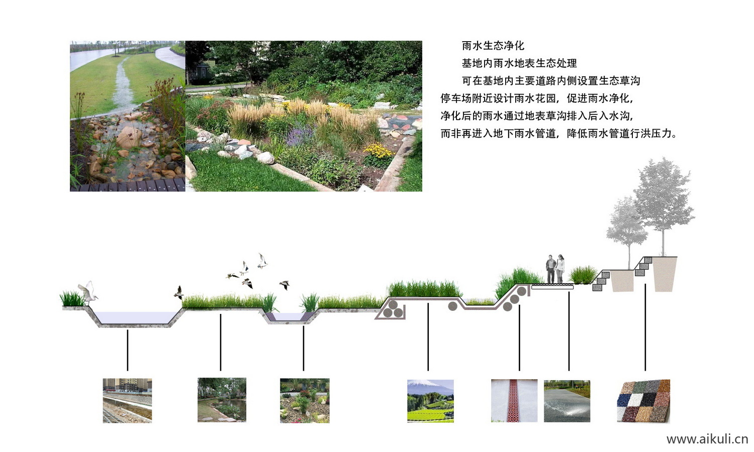 PSD素材植物配植分析图 